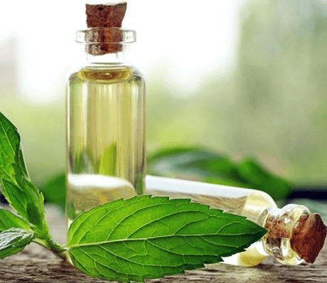 5fa765e56251b0bac2b7ea4a_tinh dầu húng quế 10